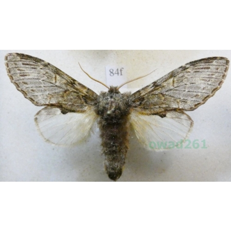 Peridea anceps (Goeze, 1781) male Garbatka zaczepka Czech84f